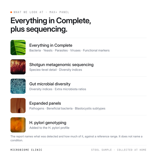 What the Gut Max+ test report looks at