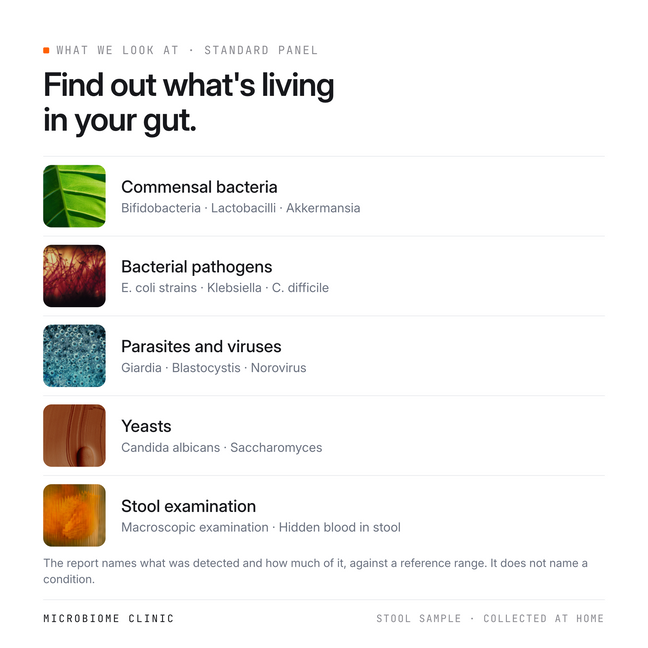 What the Gut Standard test report looks at